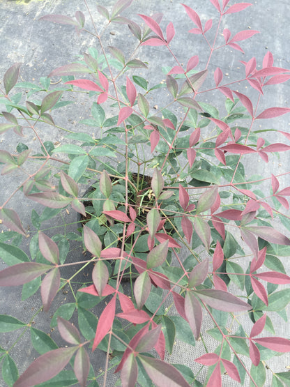 Flirt Nandina™