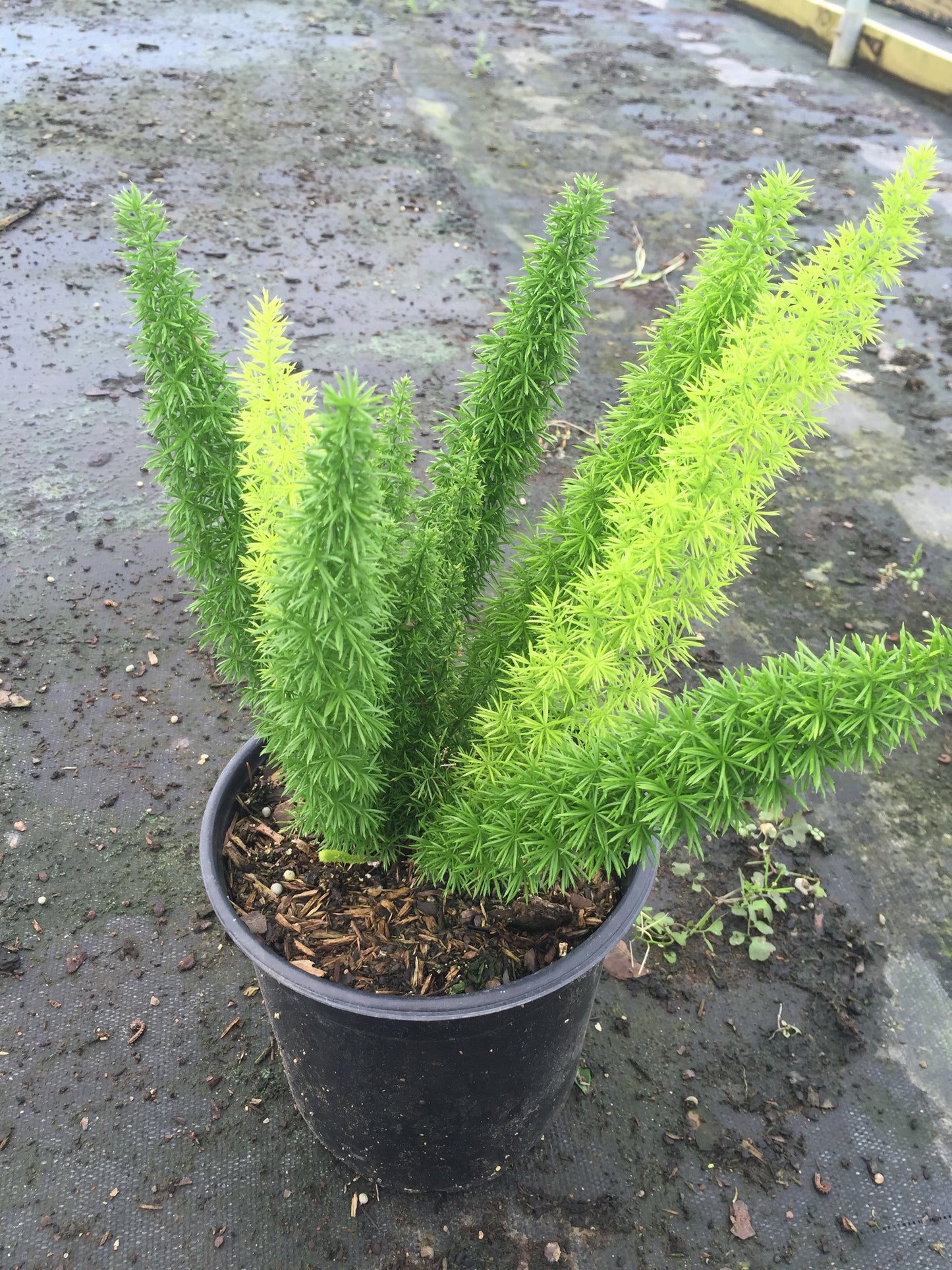 Foxtail Fern