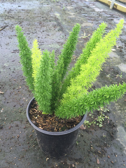 Foxtail Fern