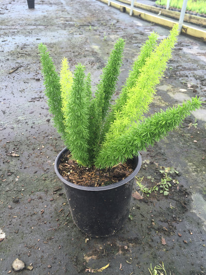 Foxtail Fern