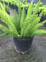 Foxtail Fern