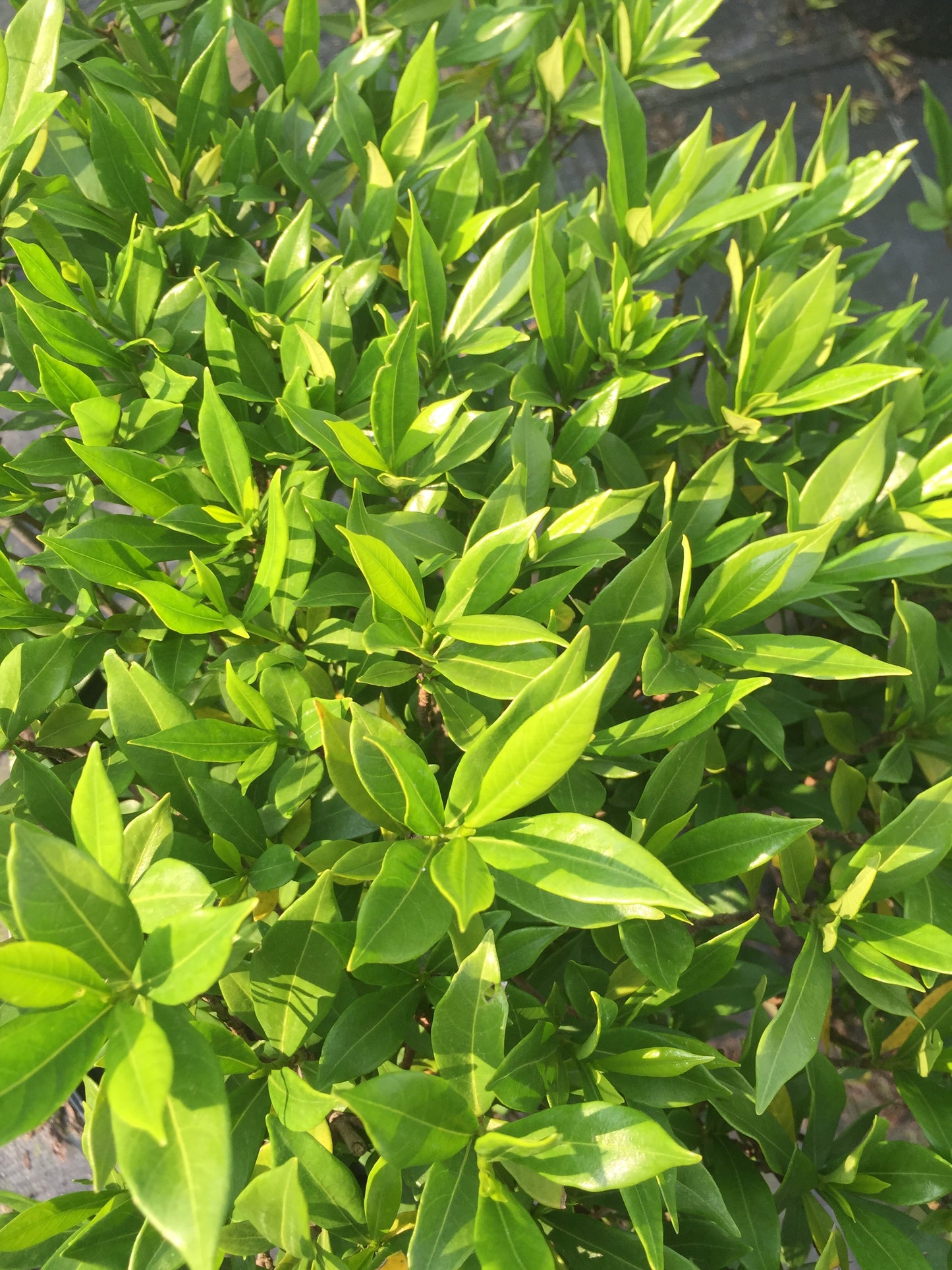 Frost Proof Gardenia