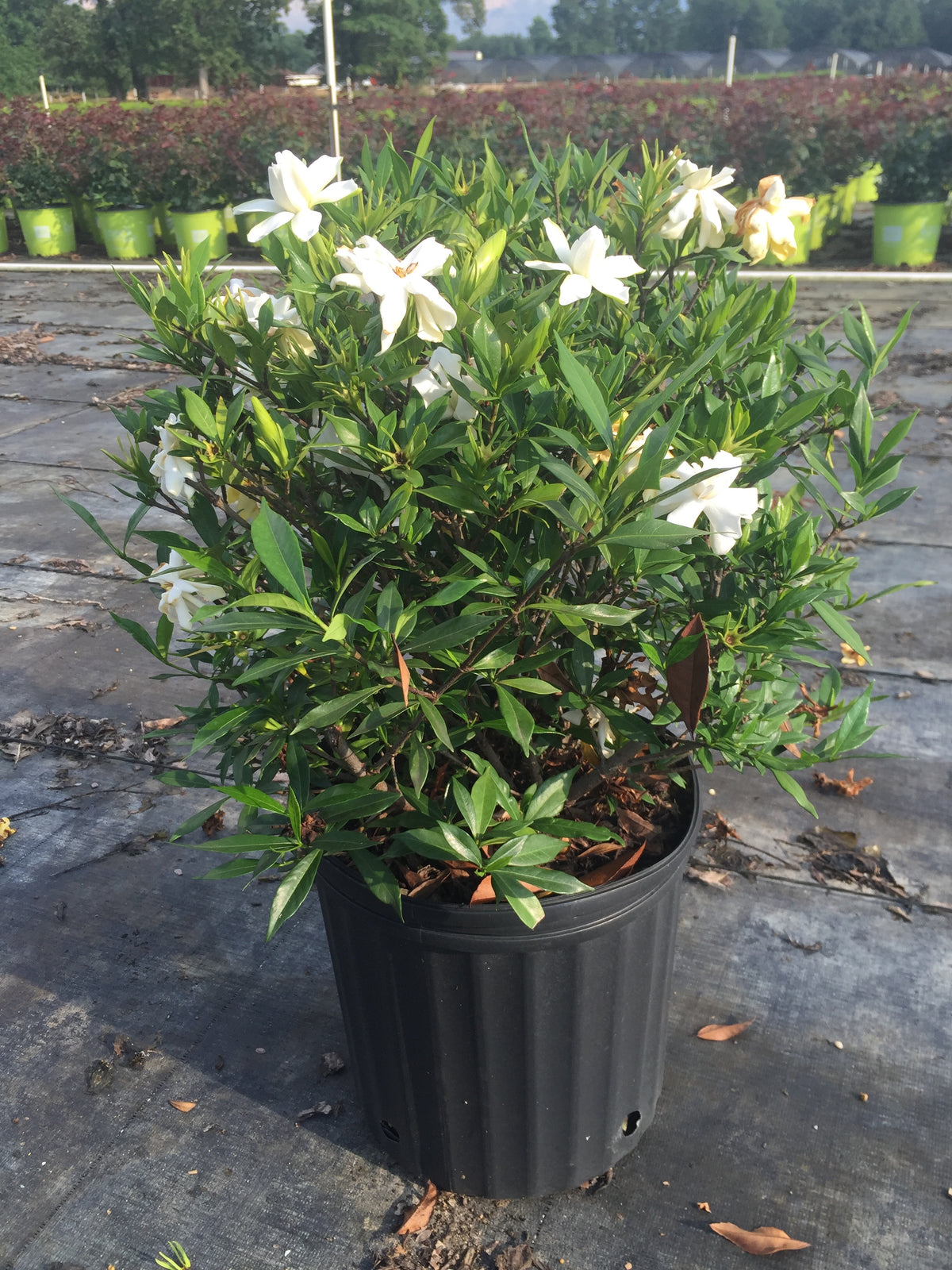 Frost Proof Gardenia