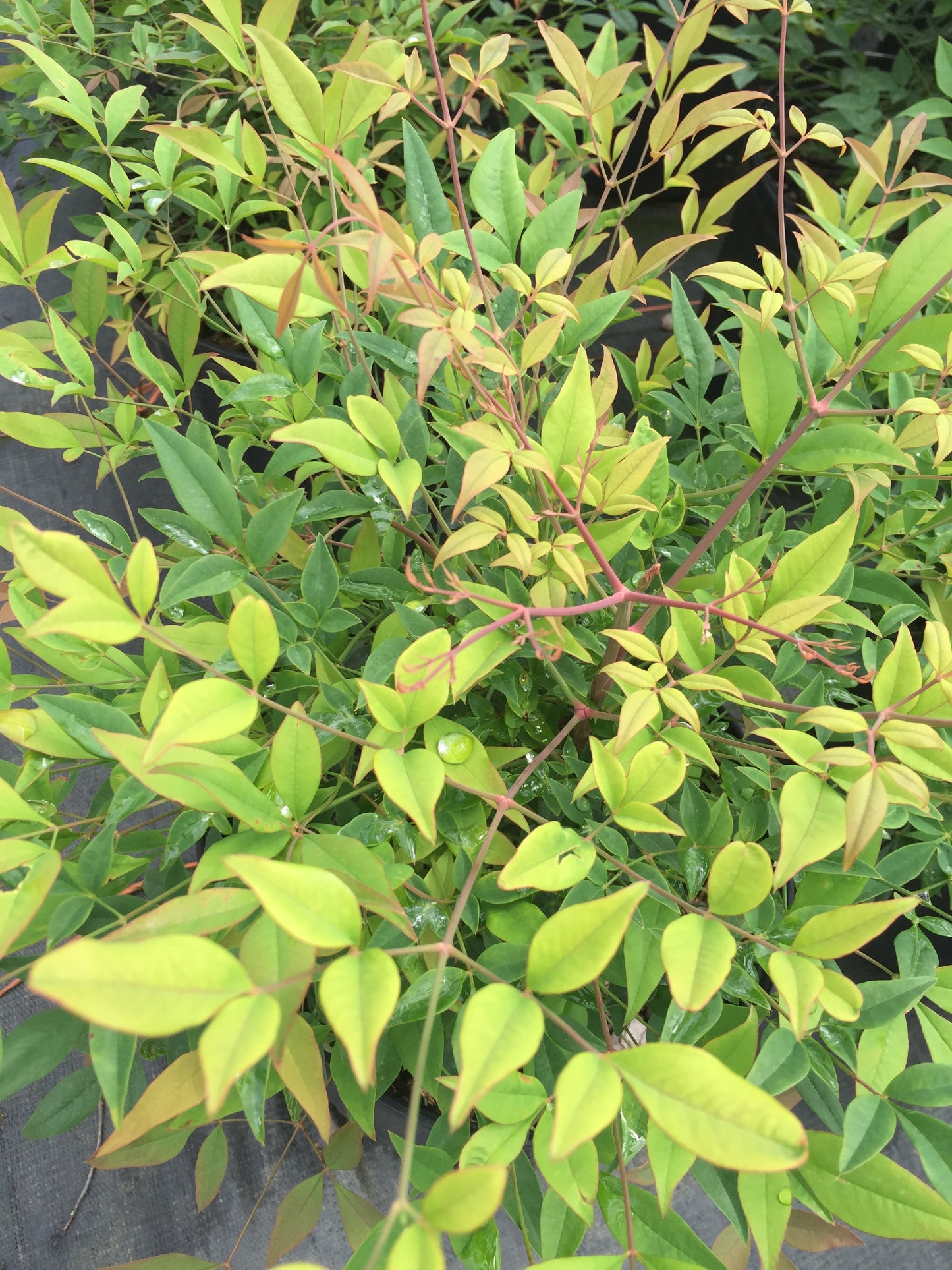 Gulf Stream Nandina