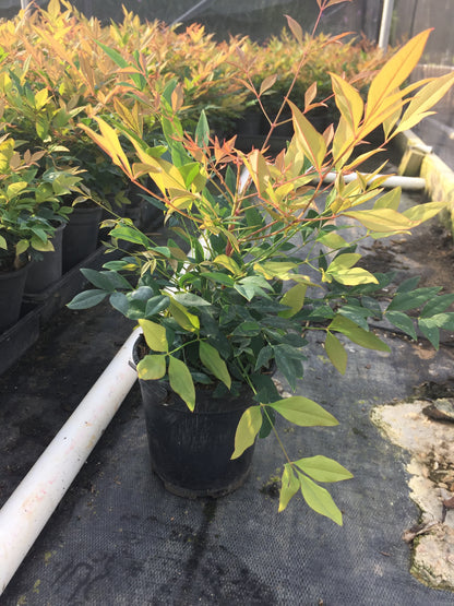 Gulf Stream Nandina