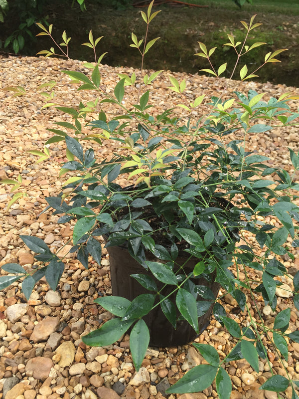 Harbor Belle Nandina