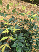 Harbor Belle Nandina