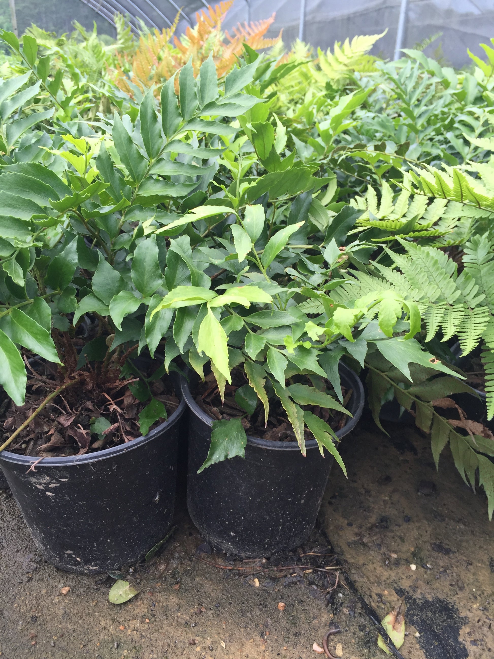 Holly Fern - Michaels Nursery