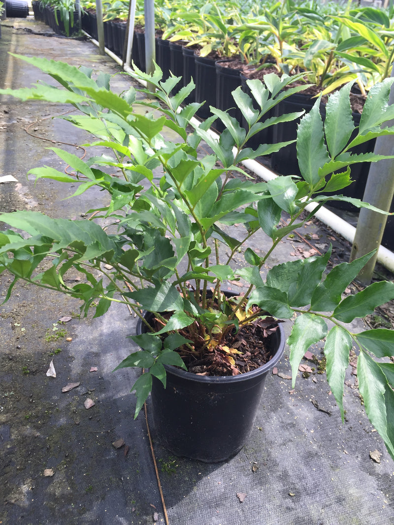 japanese holly fern indoor plant Holly Fern – michaelsnursery