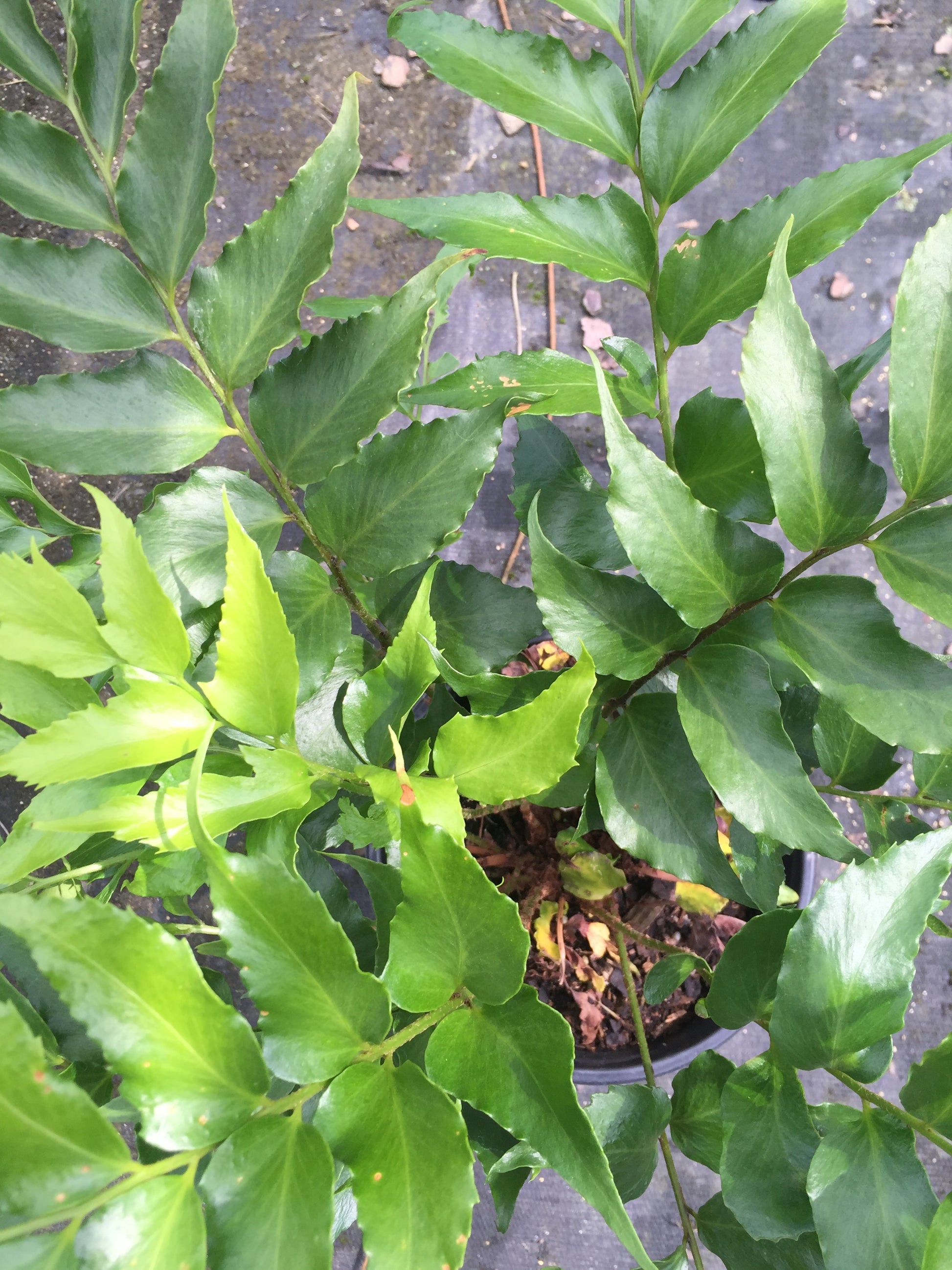 Holly Fern - Michaels Nursery