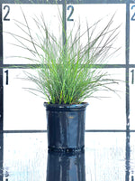 Pink Muhly Grass, Ornamental