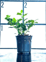 Nellie R. Stevens Holly