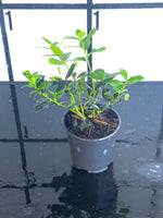 Nellie R. Stevens Holly