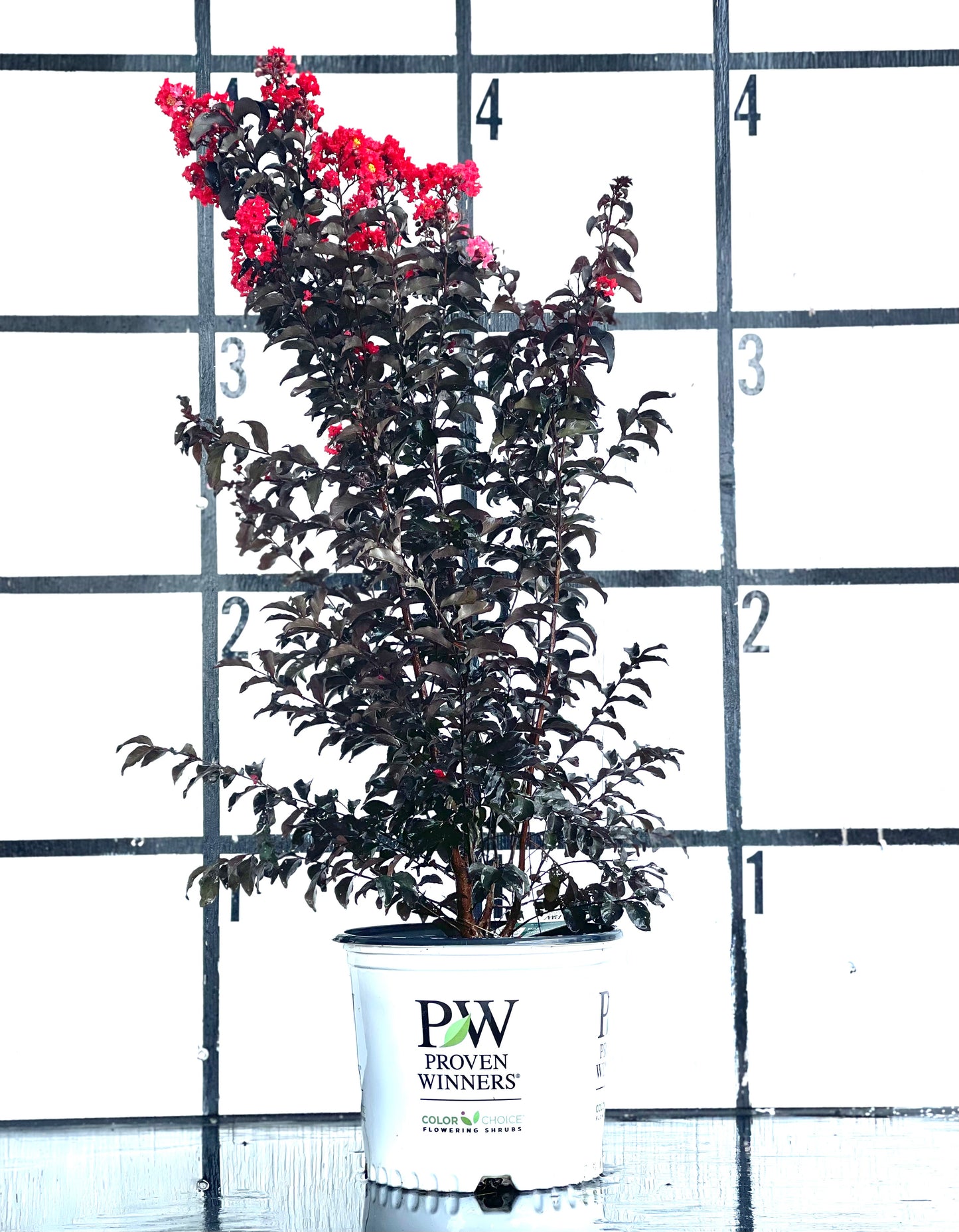 Center Stage Red Lagerstroemia Crepe myrtle