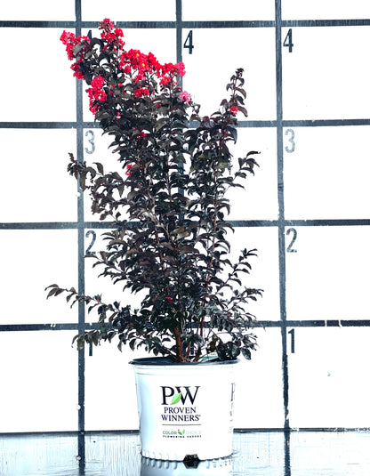 Center Stage Red Lagerstroemia Crepe myrtle