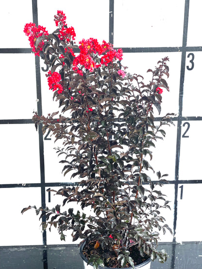 Center Stage Red Lagerstroemia Crepe myrtle