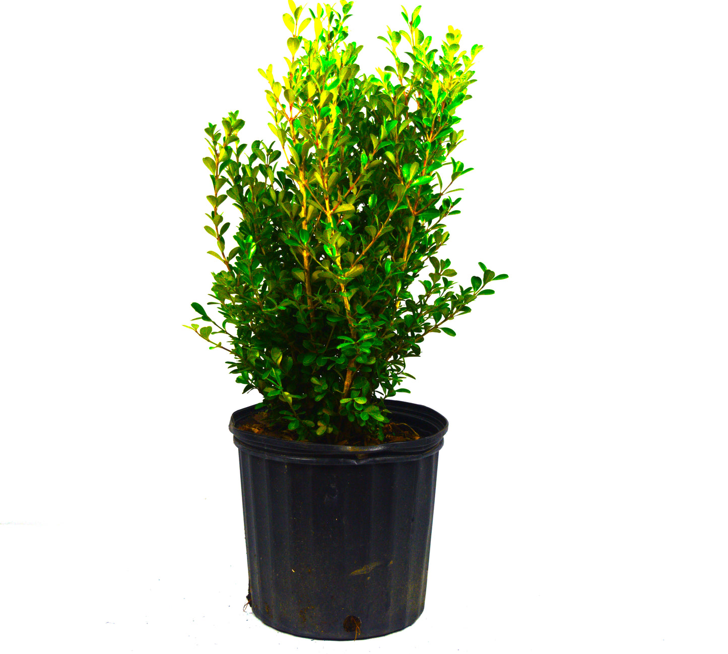 Japanese Boxwood