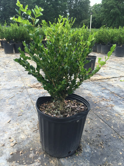 Japanese Boxwood