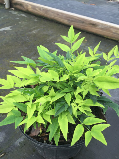 Lemon Lime Nandina™