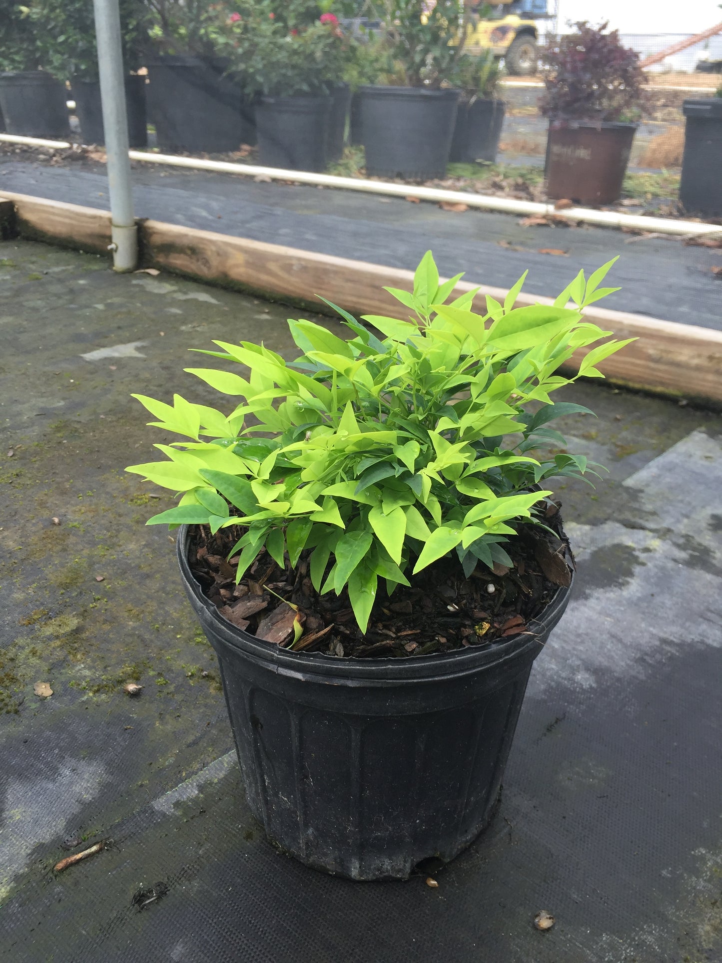 Lemon Lime Nandina™