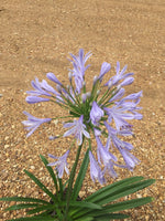 Blue Agapanthus