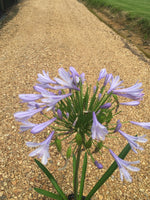 Blue Agapanthus