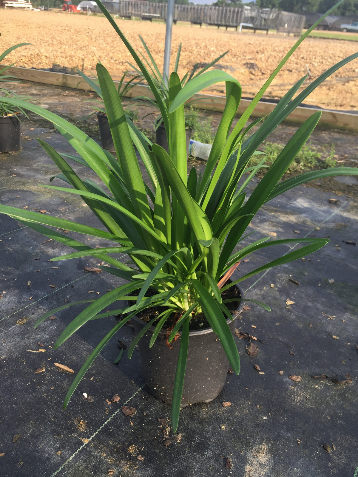 agapanthus indoor plant Blue Agapanthus – michaelsnursery