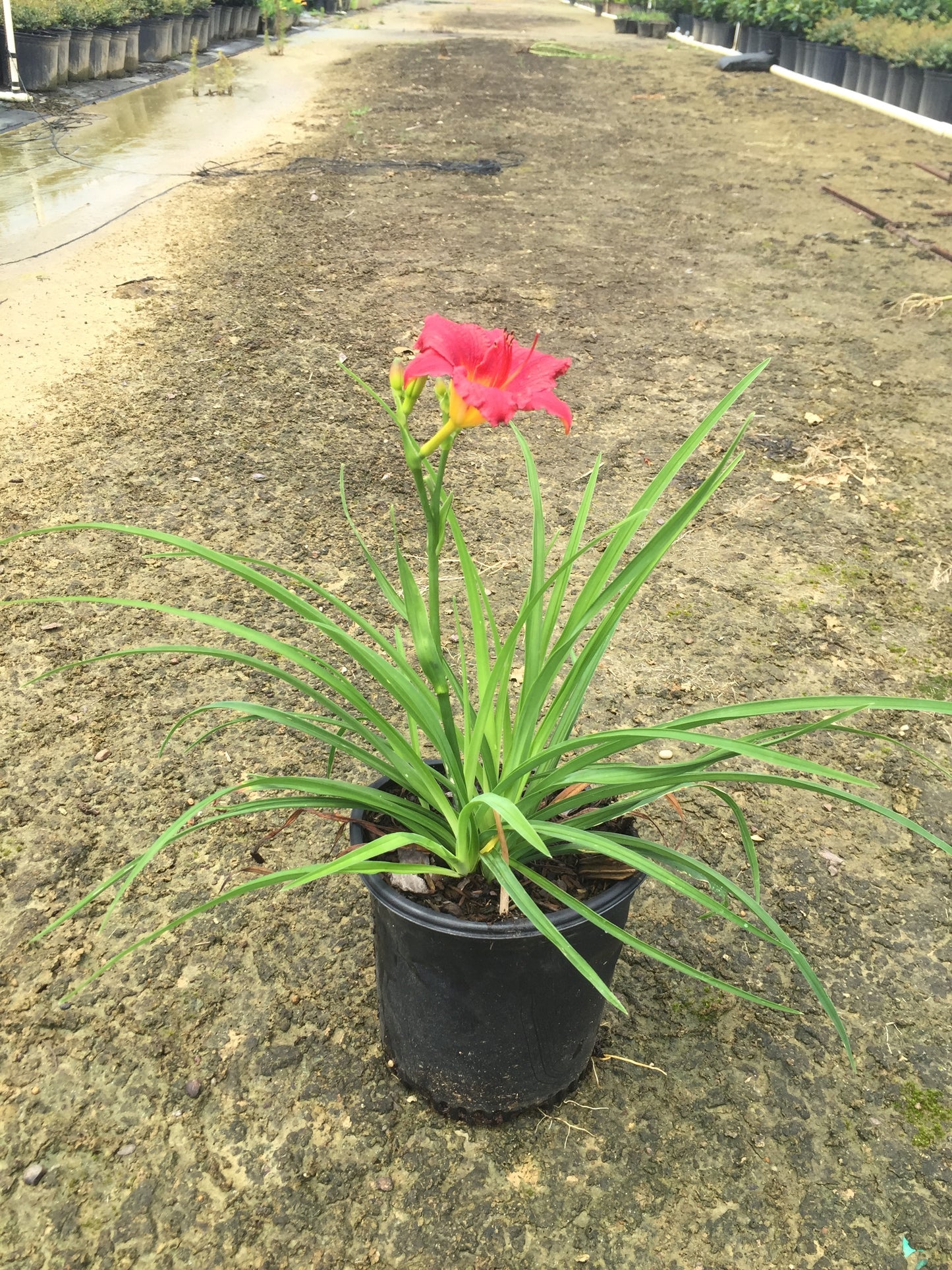 Little Business DayLily