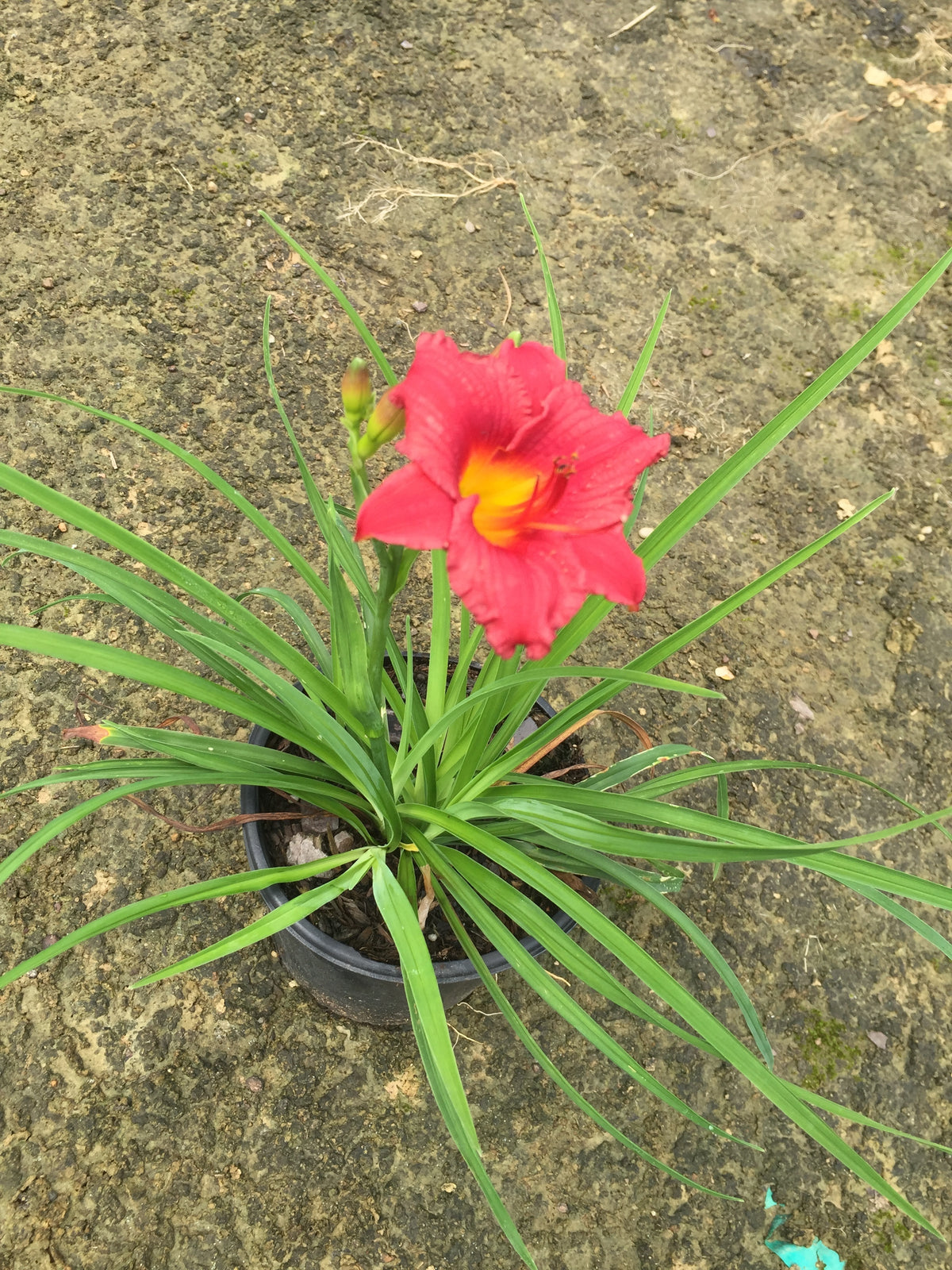 Little Business DayLily