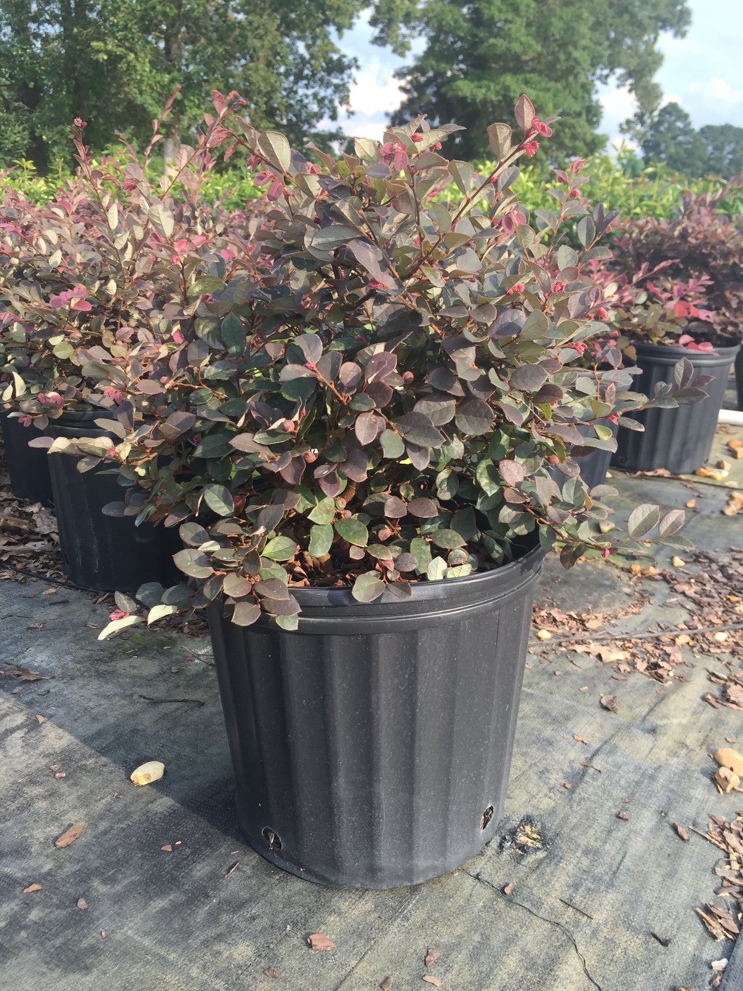 Loropetalum