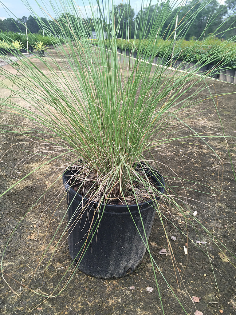 Pink Muhly Grass, Ornamental