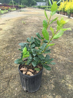 Nellie R. Stevens Holly