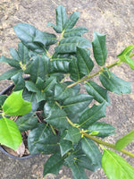 Nellie R. Stevens Holly