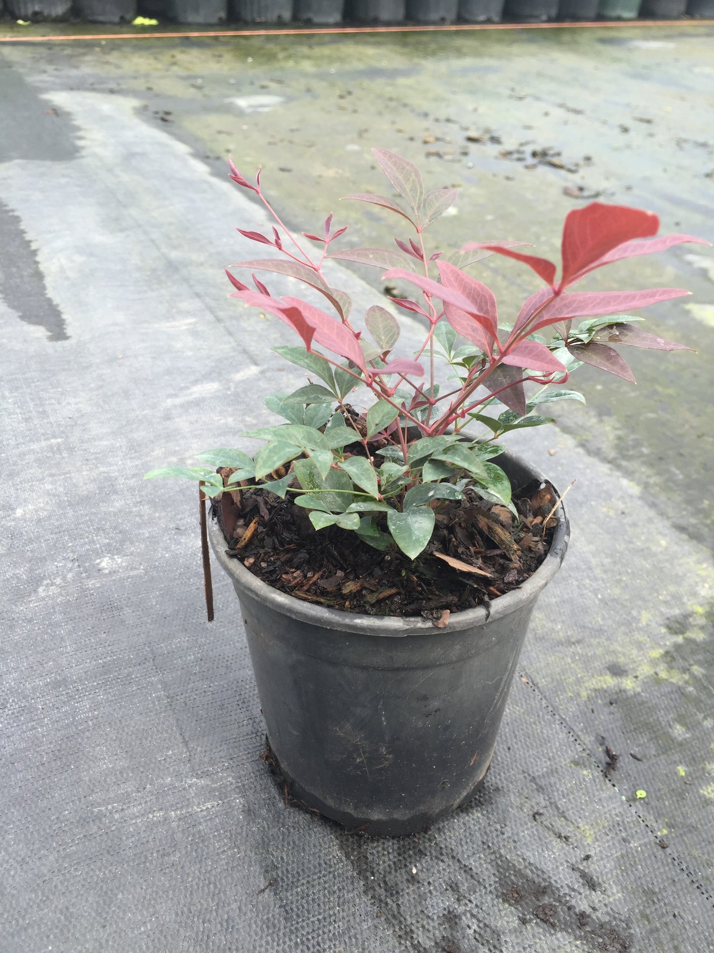 Obsession Nandina - Michaels Nursery