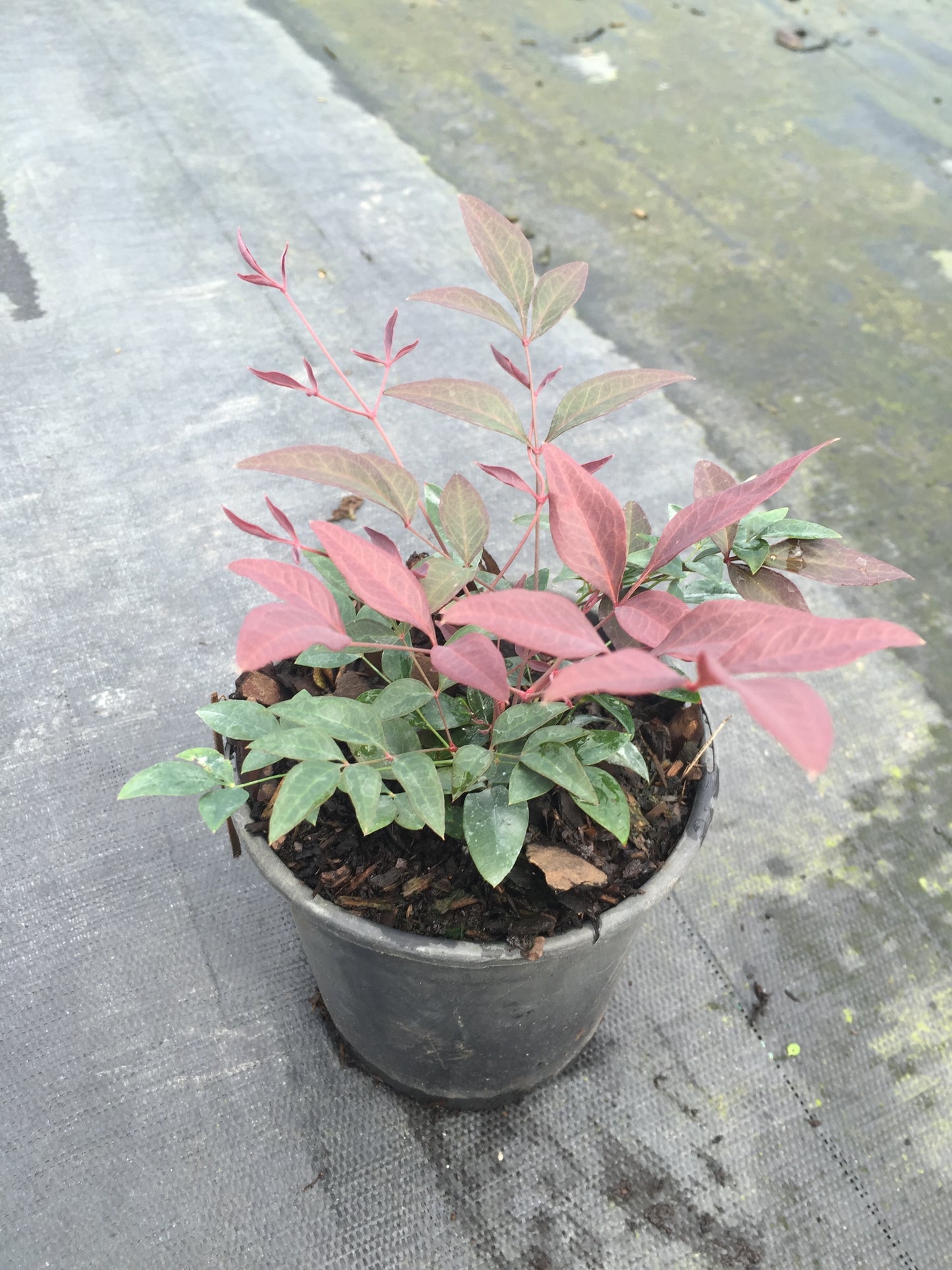 Obsession™  Nandina