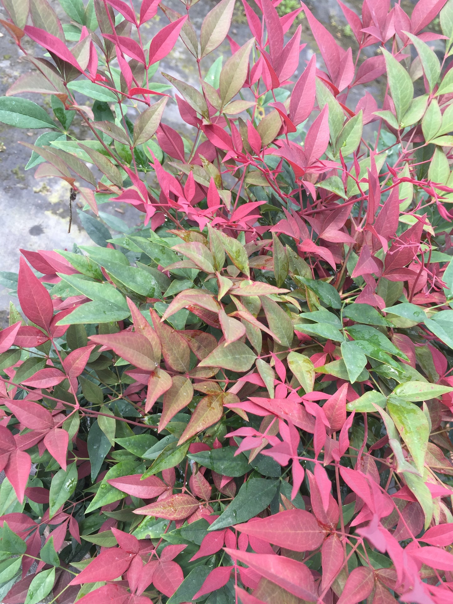 Obsession™  Nandina