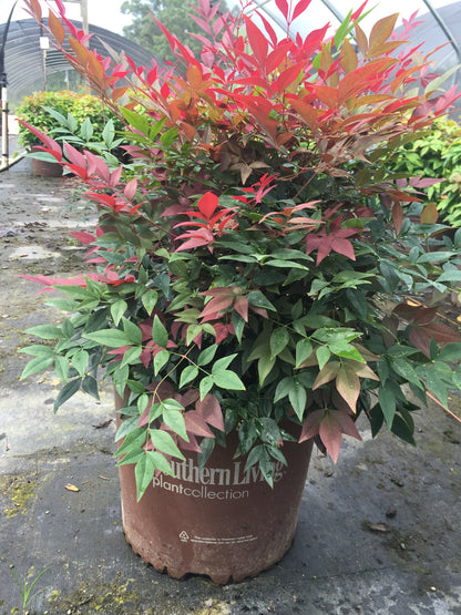 Obsession Nandina - Michaels Nursery