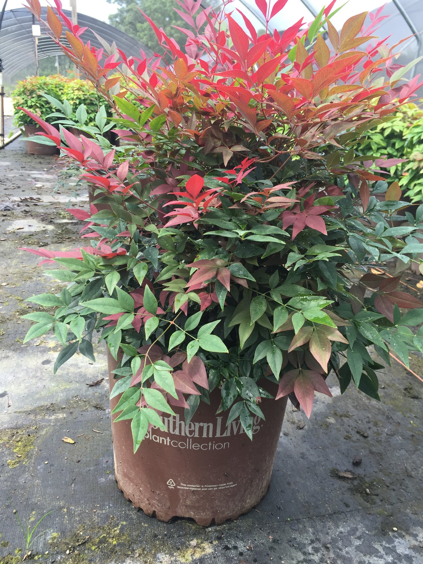 Obsession™  Nandina