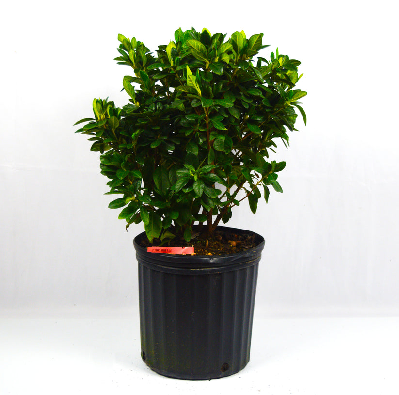 Pink Ruffle Azalea – michaelsnursery