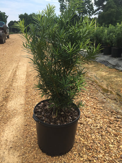 Japanese Yew