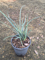 Red Yucca
