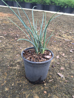 Red Yucca