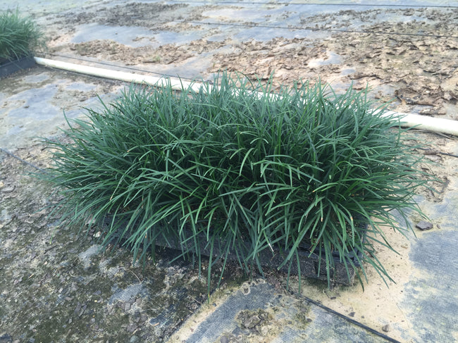 Regular Mondo Grass