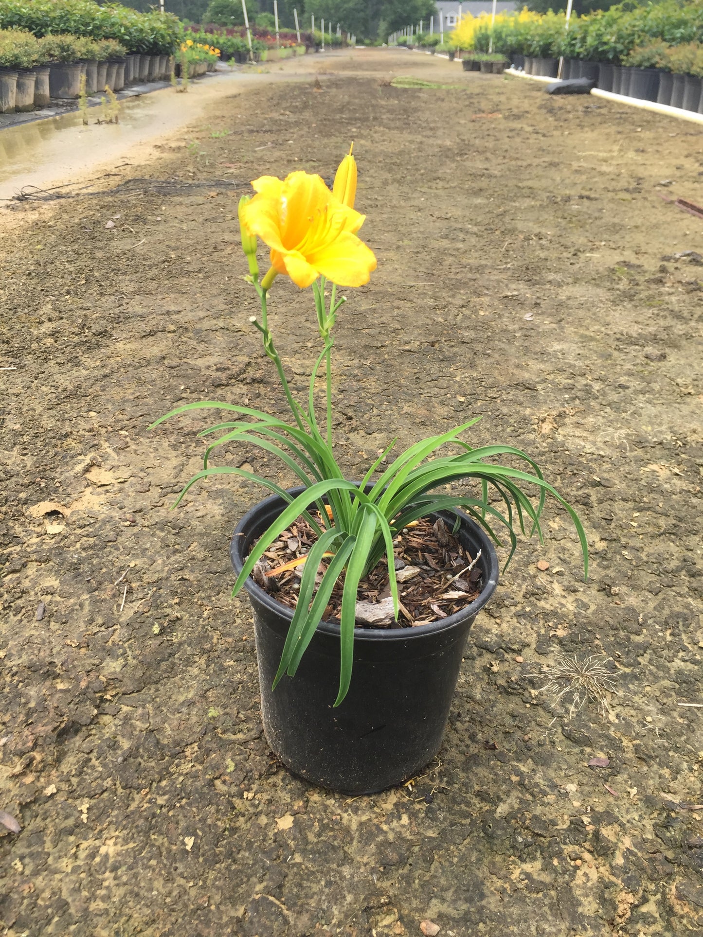 Stella De Oro Daylily