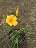 Stella De Oro Daylily