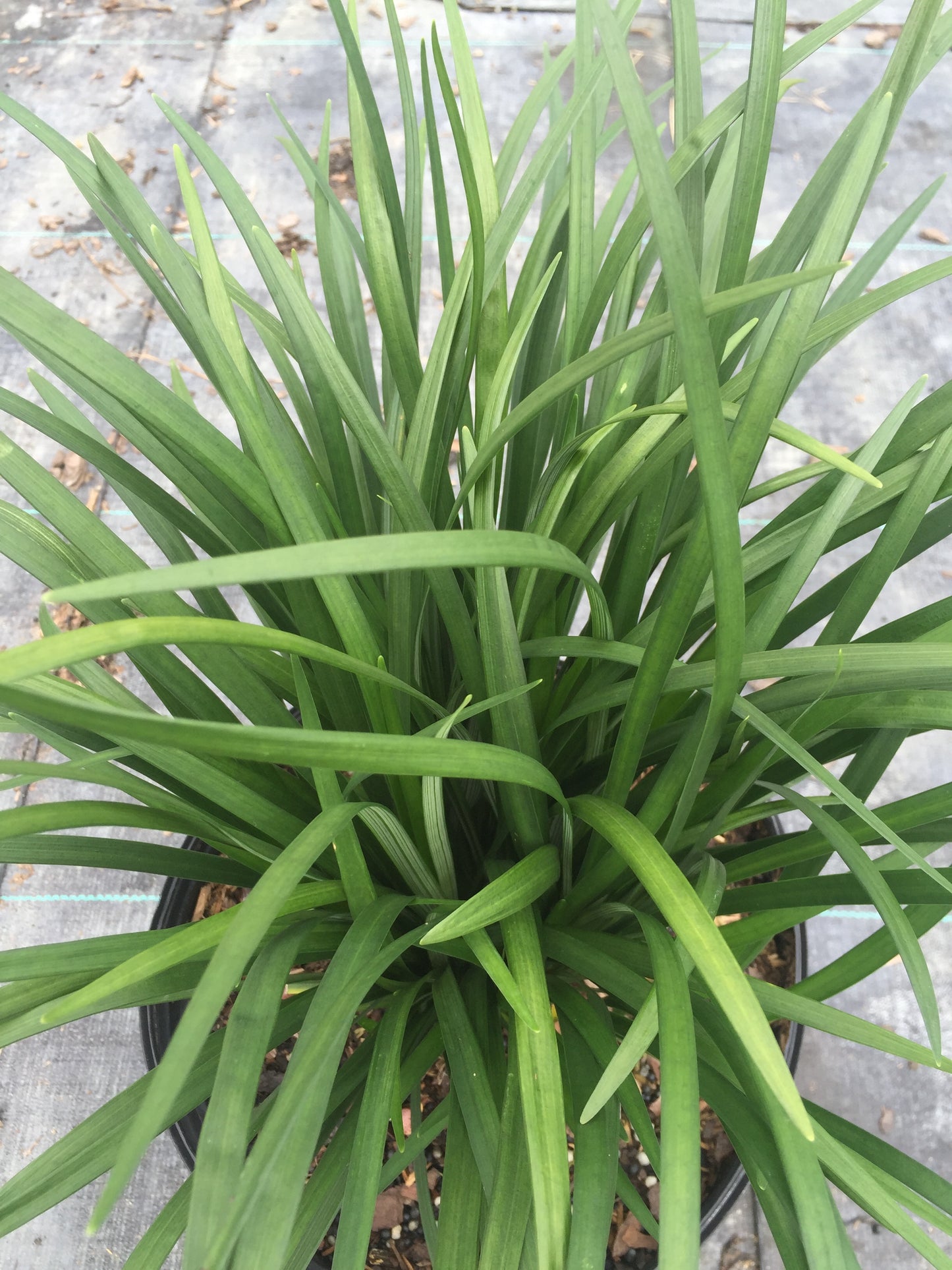 Super Blue Liriope