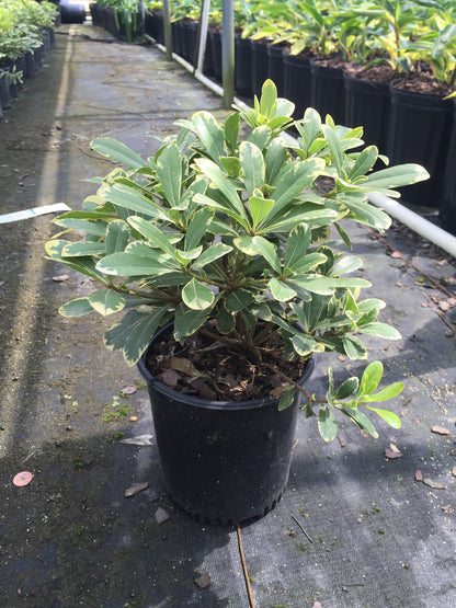 Variegated Pittosporum