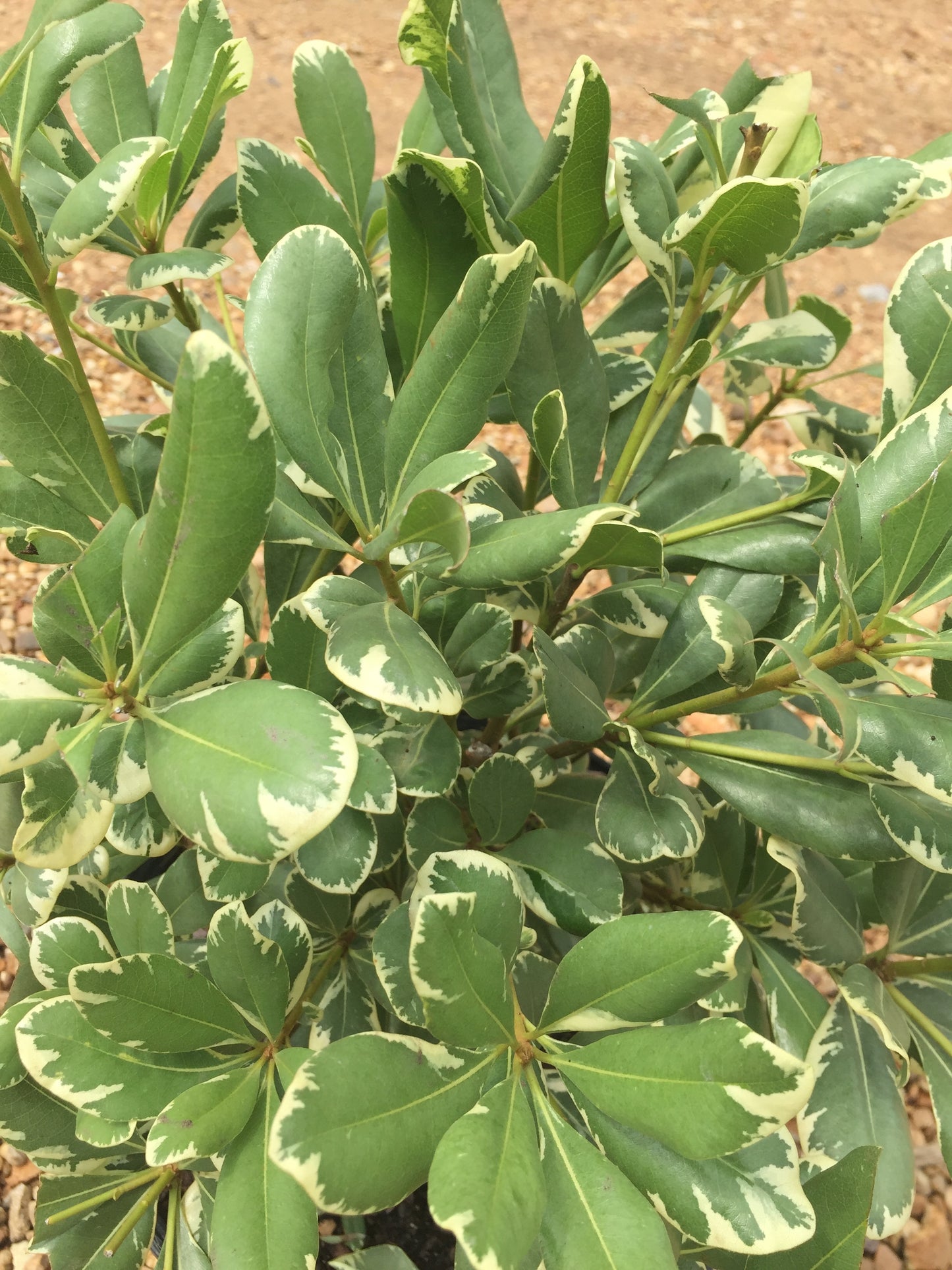 Variegated Pittosporum