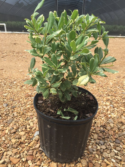 Variegated Pittosporum