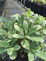 Variegated Pittosporum